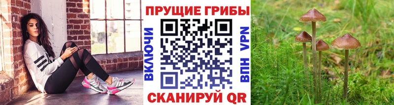 Галлюциногенные грибы Psilocybe  Нефтекамск 